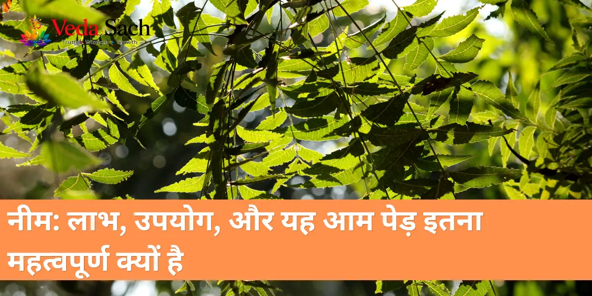 Neem